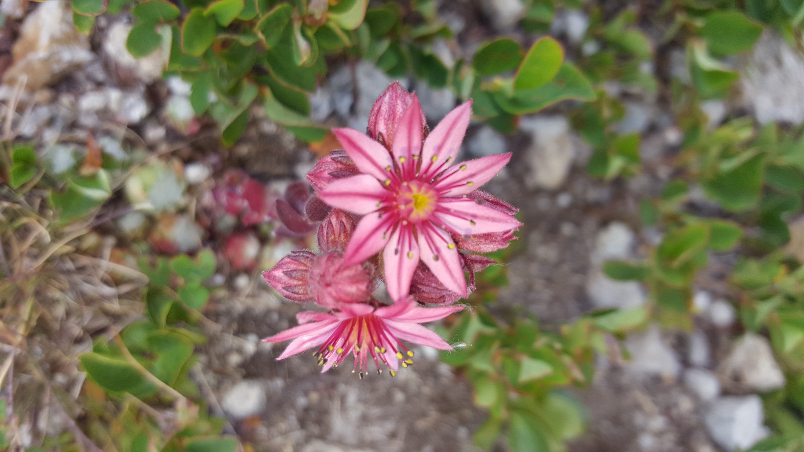 Fleurs en cascade
