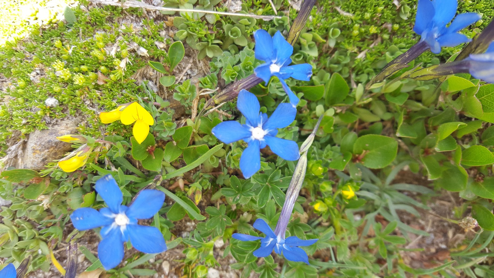 Fleurs en cascade