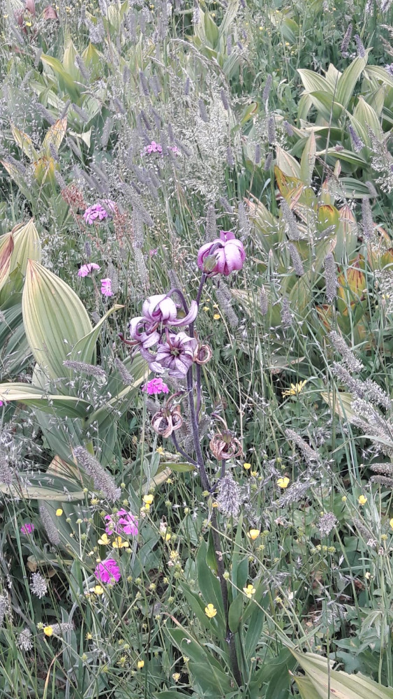 Fleurs en cascade