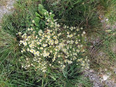 Fleurs