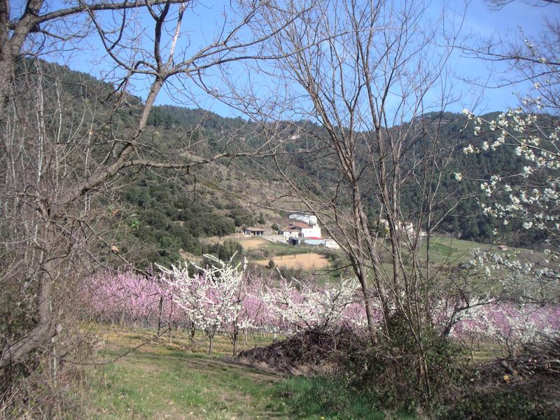 floraison