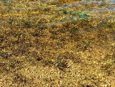 Flore subaquatique à la plage du Châtelet
