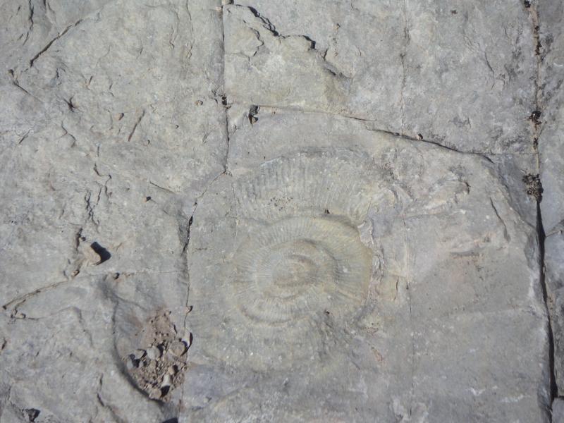 fossile