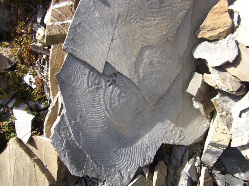 fossile