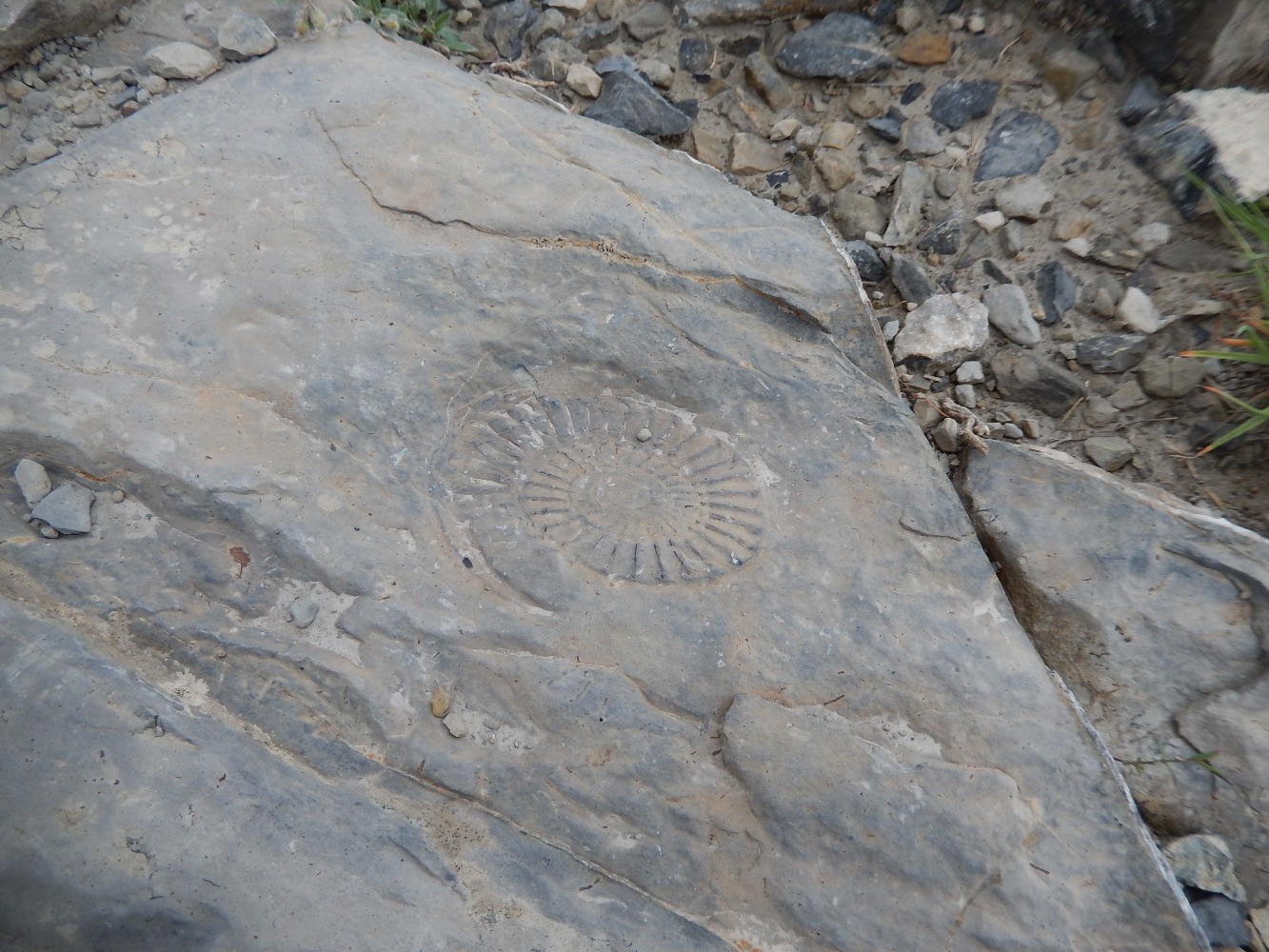 fossile