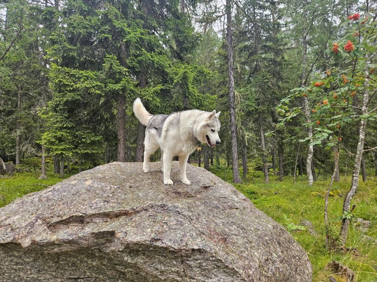 Il pleut, il mouillle, c'est la fête à la grenouille 😀