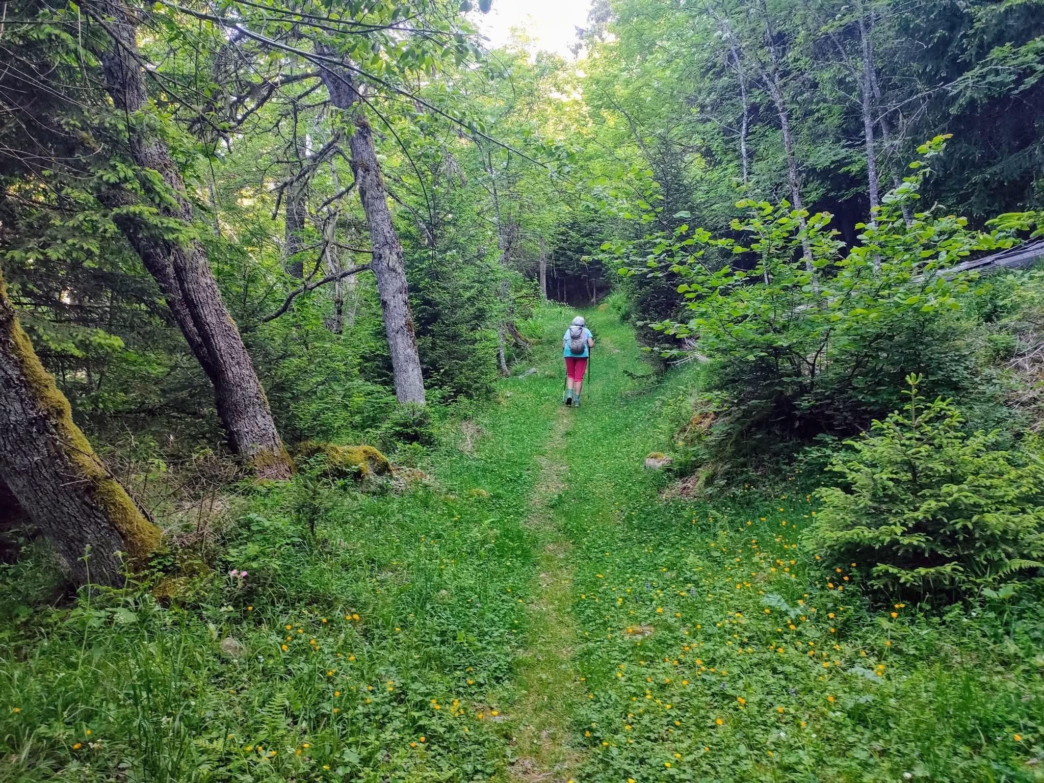Les fraises du Haut-Bréda 