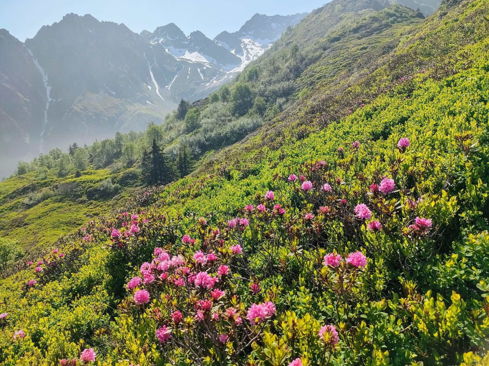Les fraises du Haut-Bréda 