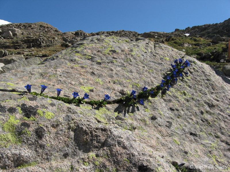 Gentianes