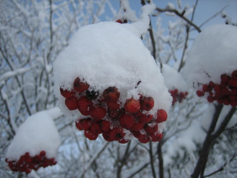 Glacé