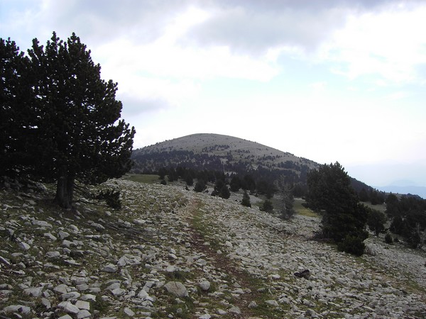 Glandasse