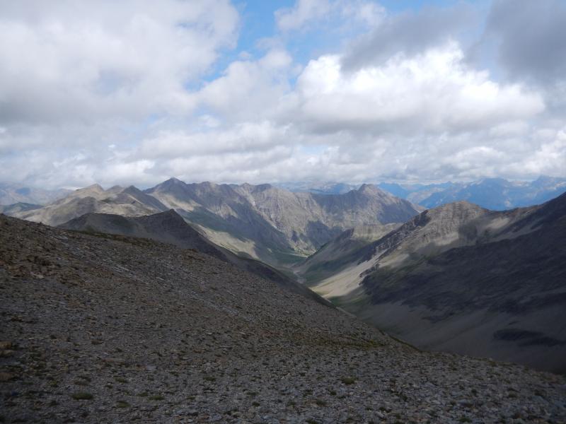 Grande Epervière