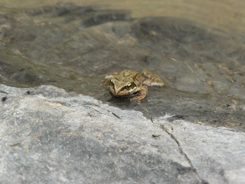Grenouille au lac des Cerces