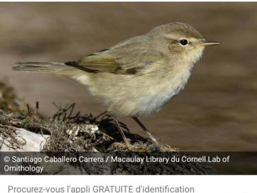 Trail le matin et chants d&apos;oiseaux