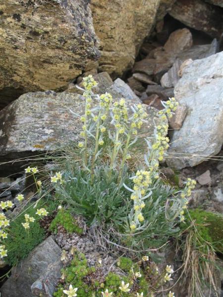 genepi.