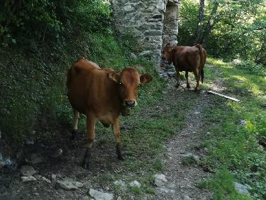GÃ©nisses sur le chemin