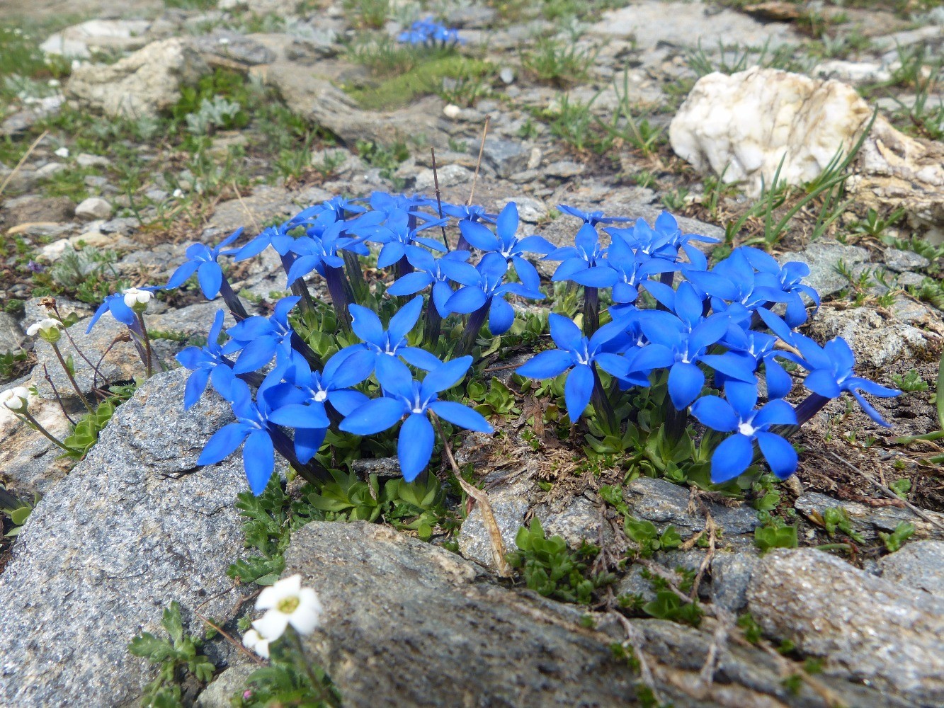Gentiane Ã  feuilles courtes (gentiana brachyphylla) GentianacÃ©e
