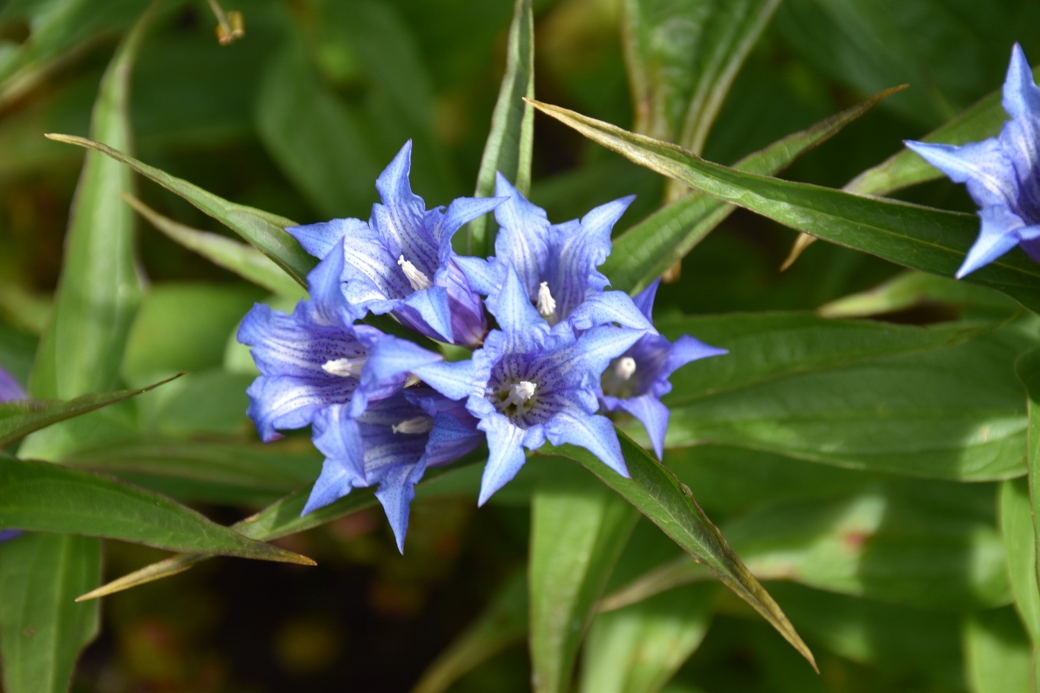 Gentiane AsclÃ©piade