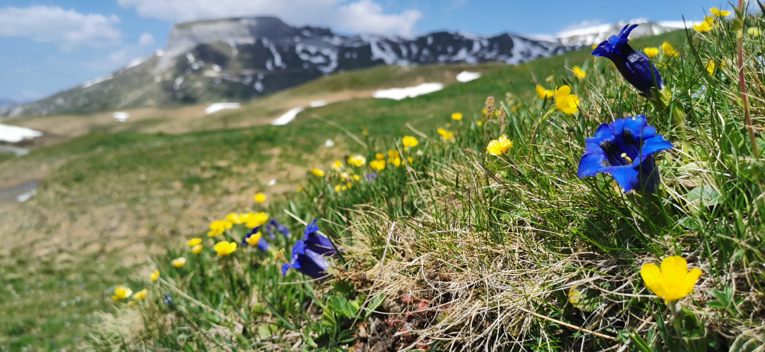 Gentianes devant le Rocher du vent