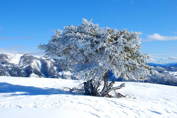 givre