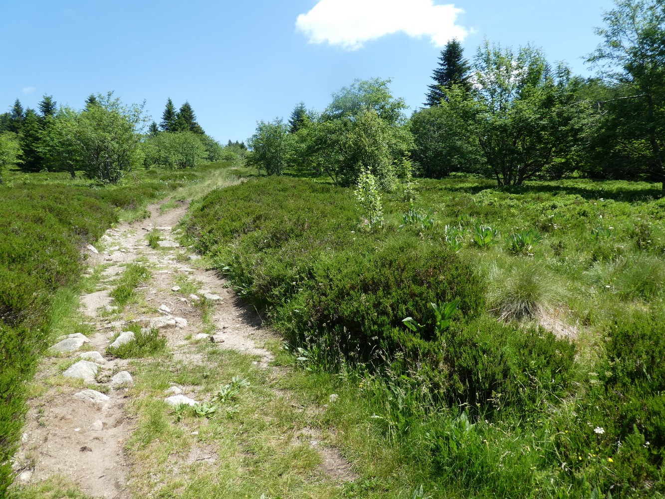 GR3, le chemin