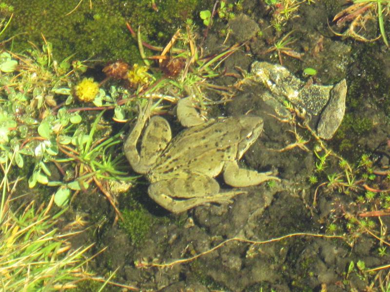 grenouille.....