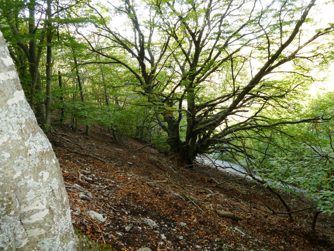 Gros hÃªtre et Ã©boulis dans la descente sous la Blache