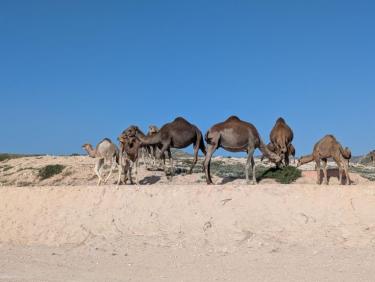 Trail avec les dromadaires