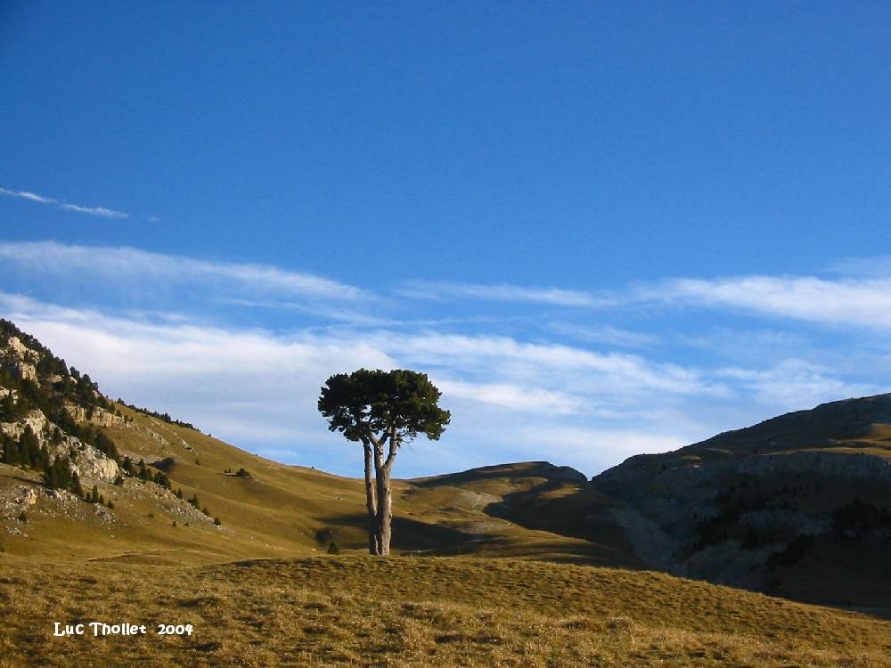gtv_arbre tailleÌ