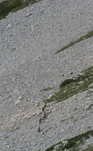 Harde de chamois