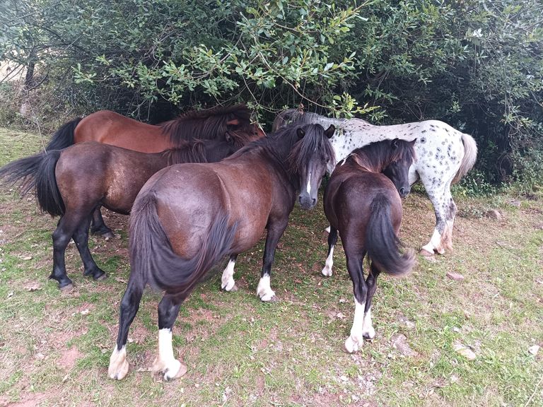 Randonnée Pic d'Iparla