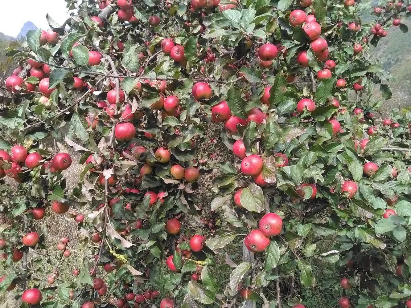 Le Pommier de Freia