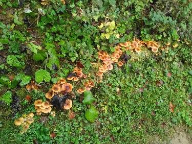 Harcelé par les guêpes 