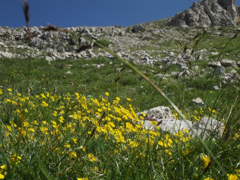 hélianthèmes