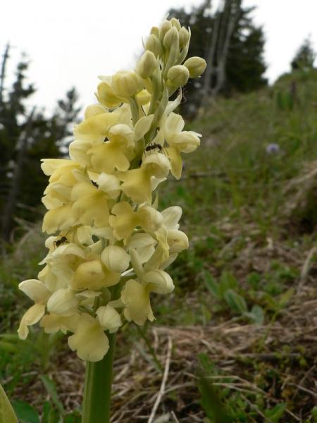 Orchis pâle