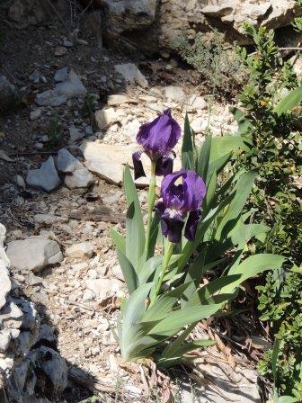 Iris dans les Gorges de la Méouge