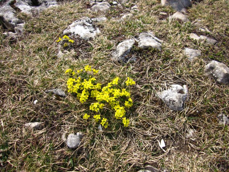 ici ou là des tapis de fleurs jaunes