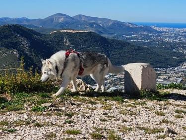 RUN 43: Vigie du Cruvelier