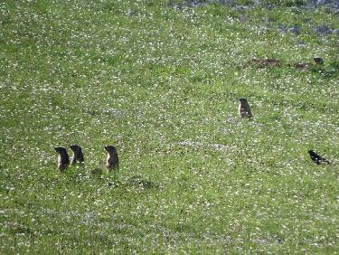Les suricates ( marmottes)