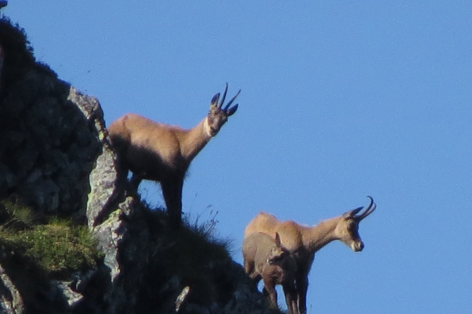 Chamois de Belledonne