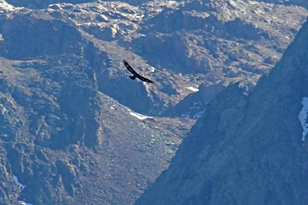 Aigle royal depuis le Grand Colon
