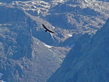 Aigle royal depuis le Grand Colon