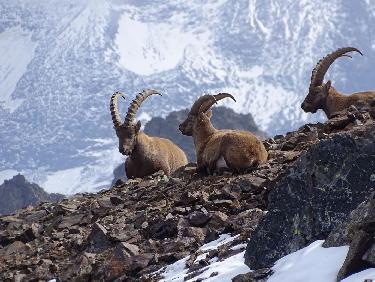 Bouquetins sur fond de Grandes Rousses