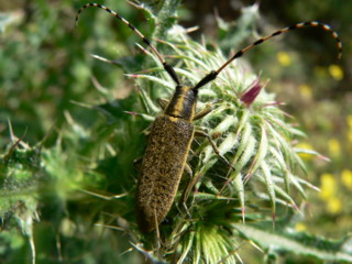 insecte inconnu