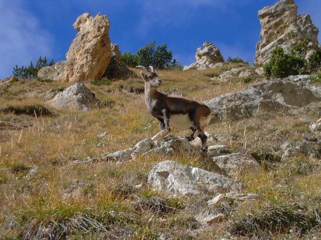 Jeune bouquetin sous le col du bonhomme