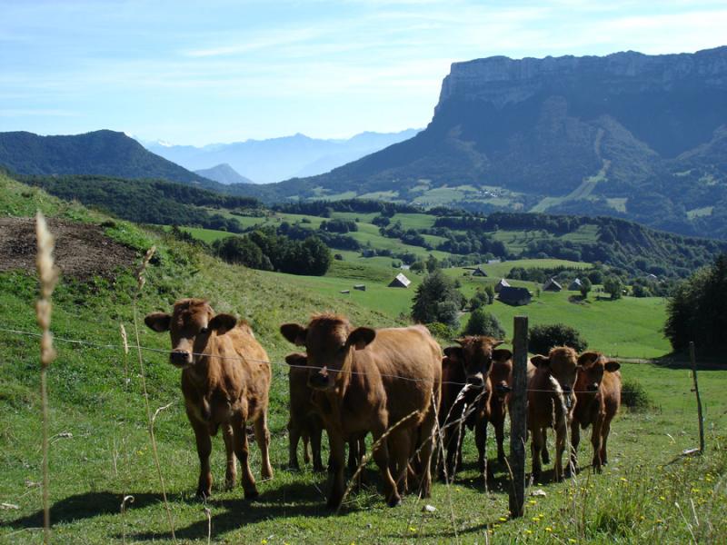 Jeunes Vaches Tarines