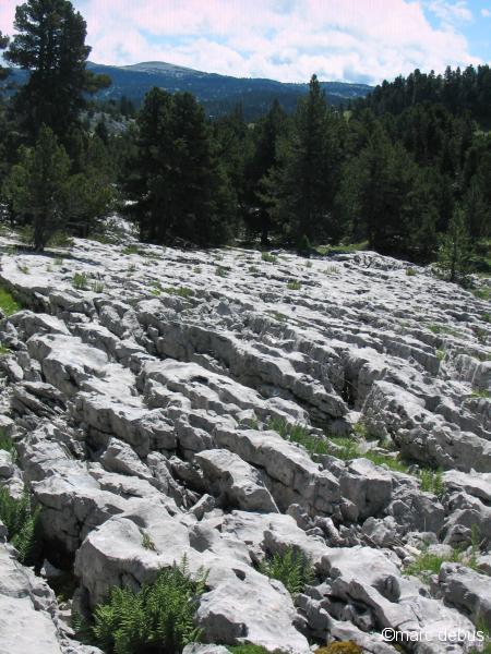 Joli lapiaz vers Plautret