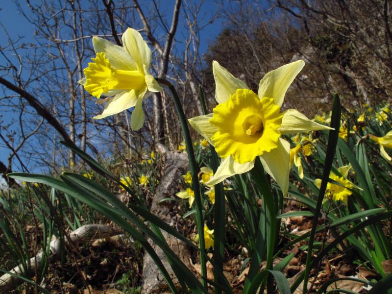 Jonquilles