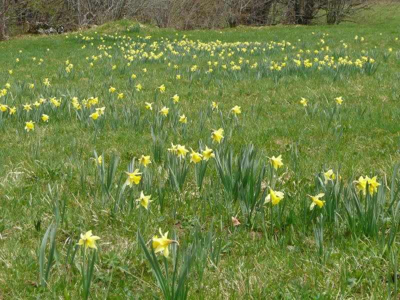Jonquilles