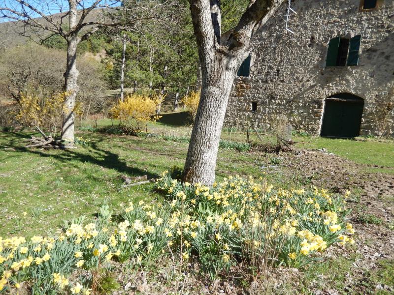 Jonquilles à Arlaud